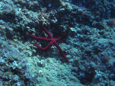 Centro de Buceo